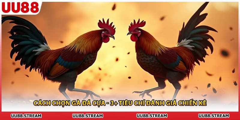 Cách Chọn Gà Đá Cựa - 3+ Tiêu Chí Đánh Giá Chiến Kê