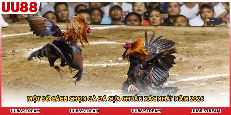 Một số cách chọn gà đá cựa chuẩn xác nhất năm 2026