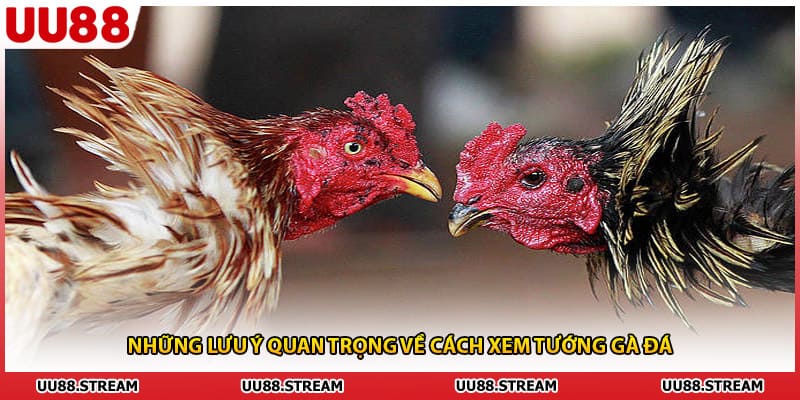 Những lưu ý quan trọng về cách xem tướng gà đá