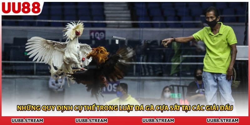 Những quy định cụ thể trong luật đá gà cựa sắt tại các giải đấu