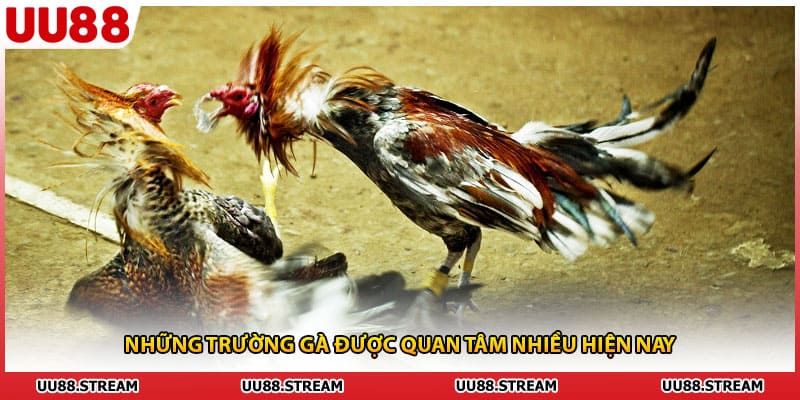 Những trường gà được quan tâm nhiều hiện nay