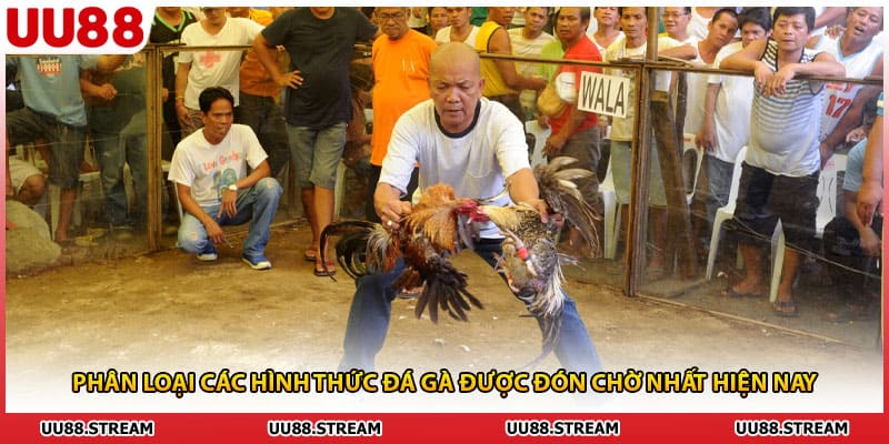 Phân loại các hình thức đá gà được đón chờ nhất hiện nay