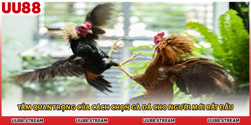 Tầm quan trọng của cách chọn gà đá cho người mới bắt đầu