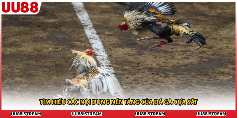 Tìm hiểu các nội dung nền tảng của đá gà cựa sắt