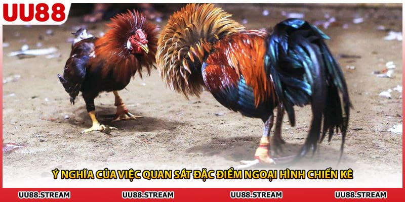Ý nghĩa của việc quan sát đặc điểm ngoại hình chiến kê